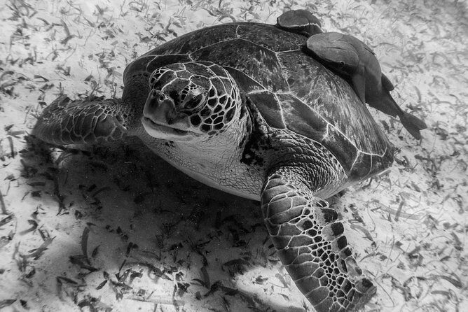 Mahahual Snorkeling Adventure: Turtle Encounter - When You Might Want a Different Snorkel in Costa Maya