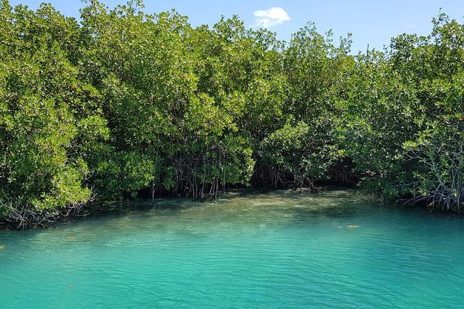 Mangrove and Lagoon Speed Boat Tour - Price and Logistics: The Real Cost Includes the Dock Fee