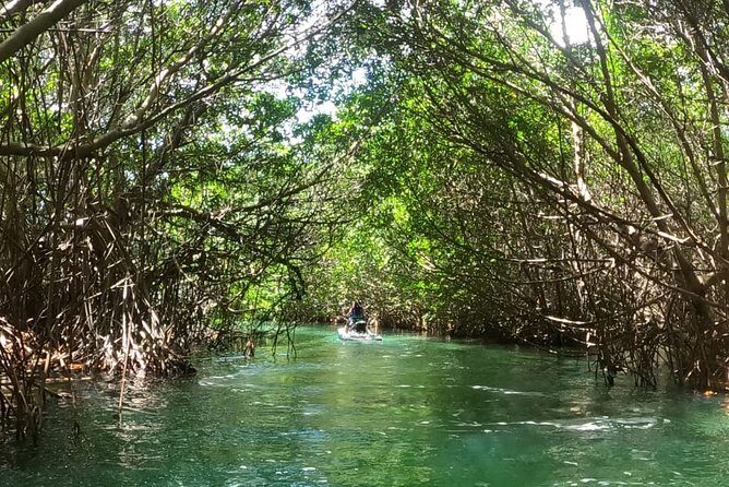 Mangrove and Lagoon Speed Boat Tour - Getting to Marina Puerto Madero (Across From the Ritz Carlton)