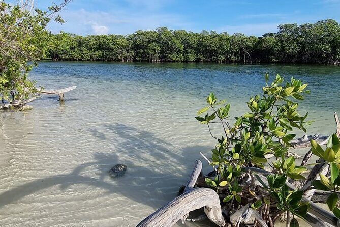Mangrove and Lagoon Speed Boat Tour - Who Should Book This Speed Boat Tour in Cancun