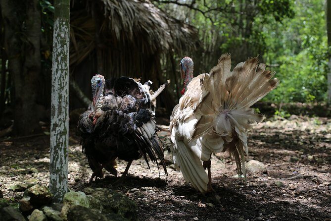 Mayan Backroads Private Bike Tour from Tulum - Guides you might get: Pablo, Iber, Alex, and Frank