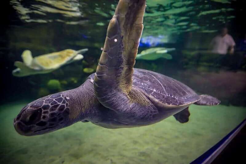 Mazatlan: Grand Aquarium Ticket and City Sightseeing Tour - Mazatlán Grand Aquarium: Humboldt penguins and 200+ species with purpose