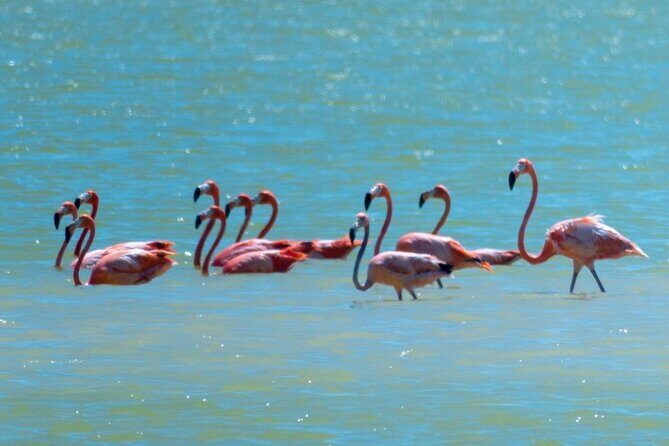 Mérida: Las Coloradas and Río Lagartos with Boat Tour and Lunch - Lunch after the cruise: included, and timed for a reason