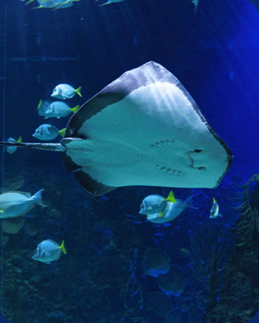 Mexico City: Fast Pass Ticket to Acuarium Inbursa - Fast Pass Entry at Acuario Inbursa: What You Gain