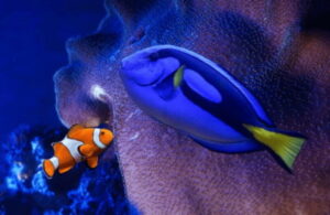 Mexico City: Fast Pass Ticket to Acuarium Inbursa - Plan Your Animal Route: Sharks, Rays, and Colorful Fish