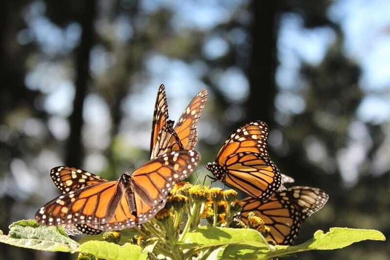 Mexico City: Monarch Butterflies, Sierra Chincua & Angangueo - Price and value: is $169 fair for a day like this?