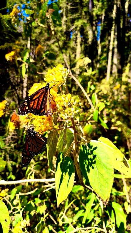Mexico City: Monarch Butterfly Sanctuary Day Tour - Key things you’ll want to know before you go
