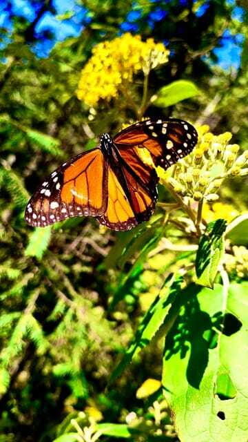 Mexico City: Monarch Butterfly Sanctuary Day Tour - More Than Butterflies: Conservation, Activism, and the Human Side of the Sanctuary