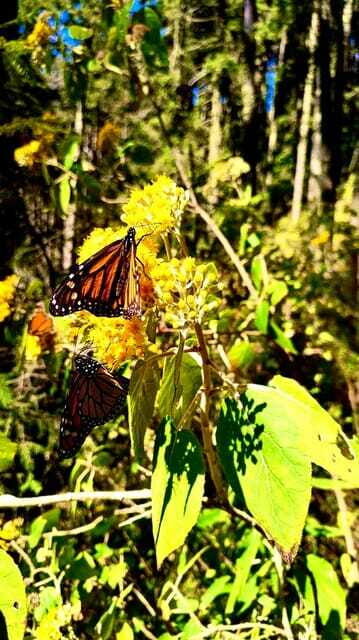 Mexico City: Monarch Butterfly Sanctuary Day Tour - The Sierra Stop With the 100 Dollar Bill Photo Reference