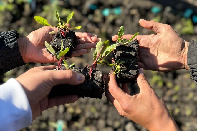 Mexico City: Xochimilco at sunrise + Breakfast and transportation - Planting your own plants: sustainability with a hands-on moment