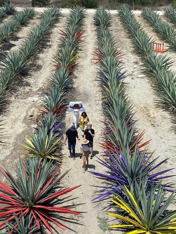 Mezcal Tour Oaxaca - Key things to look forward to
