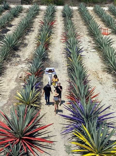 Mezcal Tour Oaxaca - Tastings up to 13 mezcals: how to make it enjoyable
