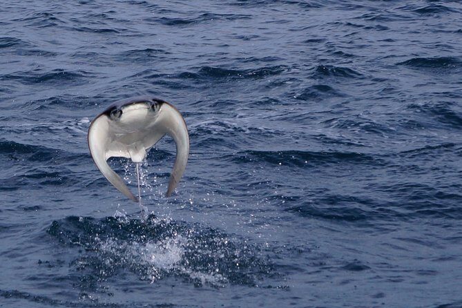 Mobula Ray Snorkeling - Price and what you really pay for at $169