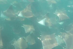 Mobula Ray Snorkeling - Meeting at Cabo San Lucas marina: timing and the 3-hour rhythm