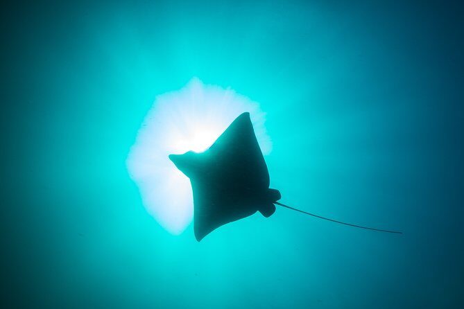 Mobula Ray Snorkeling - First stop: El Arco and the sea lion colony before the search
