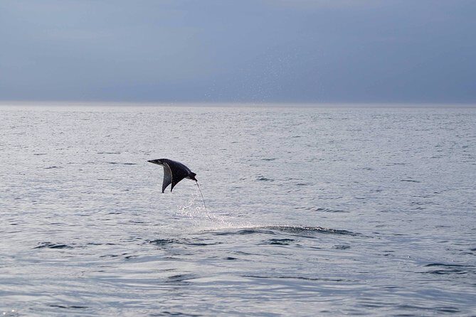 Mobula Ray Snorkeling - Finding mobula manta rays: how the tour turns searching into chances