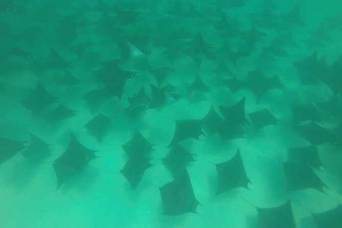 Mobula Ray Snorkeling - Your guide and captain: the difference between chaos and calm
