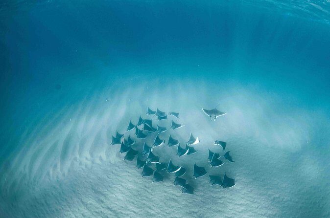 Mobula Ray Snorkeling - Snorkeling gear, safety, and what moderate fitness really means