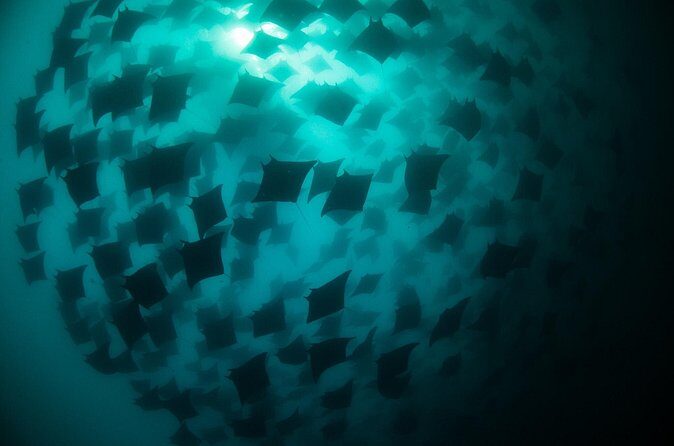 Mobula Ray Snorkeling - Photos: how to capture breaching rays without losing the moment