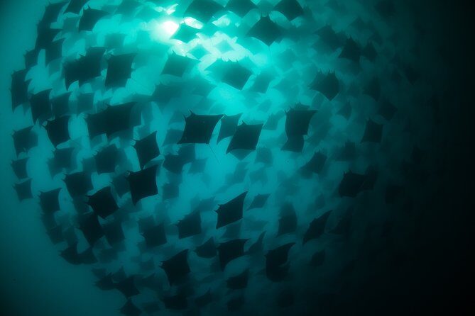 Mobula Ray Snorkeling - If you don’t see mobulas: what the day can still look like