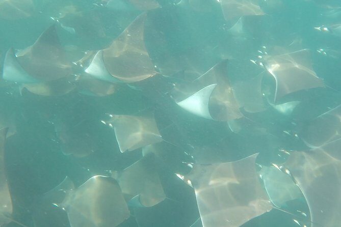 Mobula Ray Snorkeling - Meeting at Cabo San Lucas marina: timing and the 3-hour rhythm