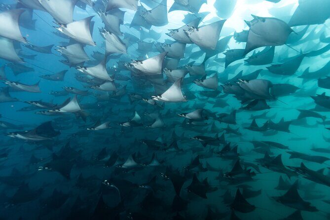 Mobulas and Cetaceans Day Trip - Quick hits you’ll care about