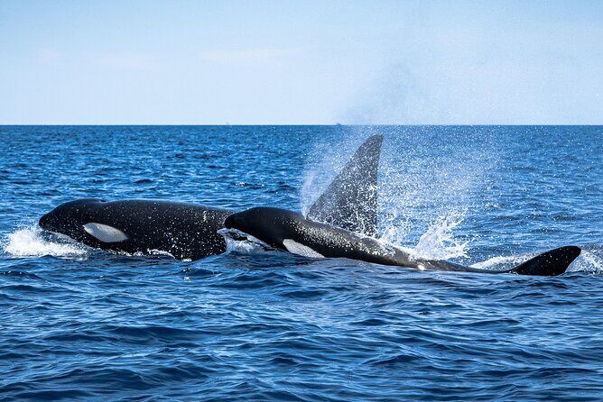 Mobulas and Cetaceans Day Trip - 5 hours in Baja: what this mobula and cetacean day trip actually feels like