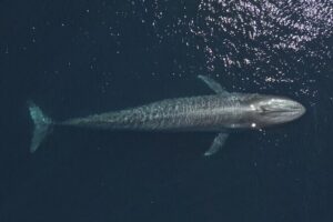 Mobulas and Cetaceans Day Trip - Getting started: Playa Central at 8:00am and the pre-water briefing
