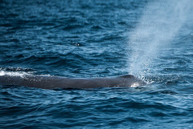 Mobulas and Cetaceans Day Trip - On the boat: how they search for mobulas and other wildlife