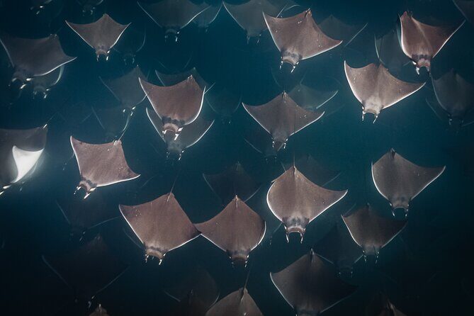 Mobulas and Cetaceans Day Trip - Snorkeling with mobulas: gear, comfort, and the respect factor