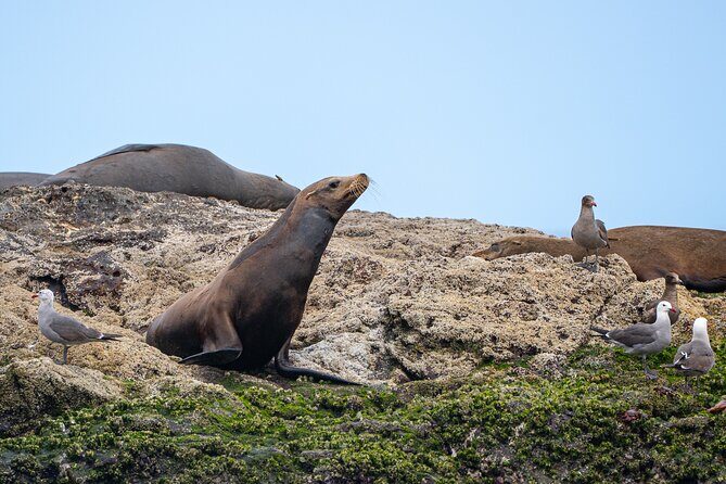 Mobulas and Cetaceans Day Trip - The included lunch: burritos, fruit, and ceviche on a sea day