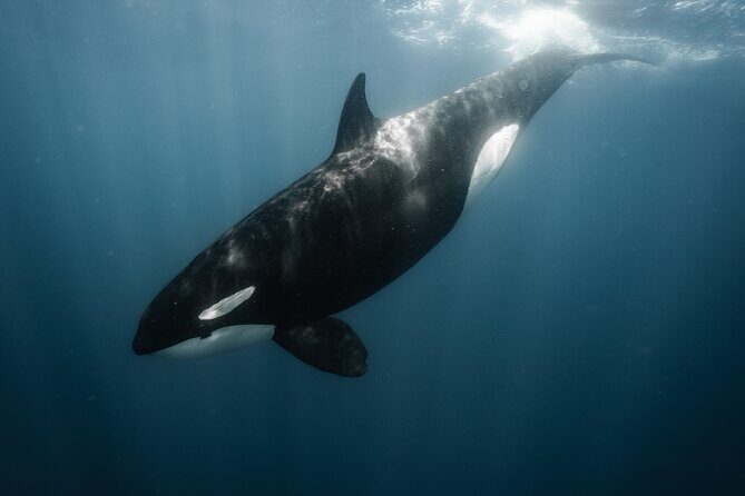 Mobulas and Cetaceans Day Trip - Who runs the show: the guide-captain team vibe