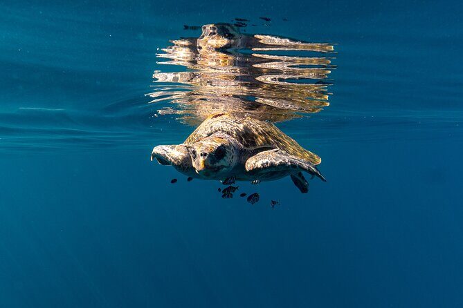 Mobulas and Cetaceans Day Trip - Small group advantage: why max 9 travelers matters