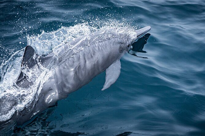 Mobulas and Cetaceans Day Trip - Weather and animal mood: the only real drawback to plan around
