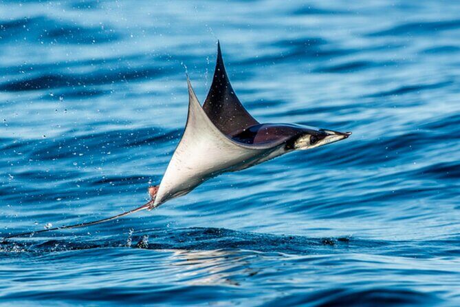 Mobulas Safari and Wildlife in La Ventana with a Marine Biologist - Key things that make this safari worth your morning
