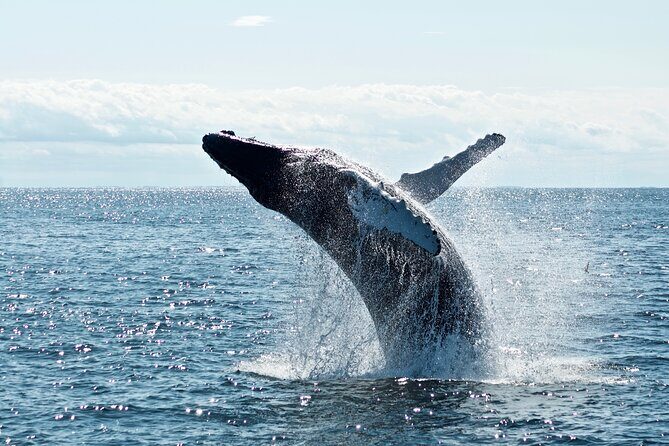 Mobulas Safari and Wildlife in La Ventana with a Marine Biologist - Where You Go: Punta Arena, Cerralvo Island, and a Morning Launch from Playa Central