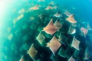 Mobulas Safari and Wildlife in La Ventana with a Marine Biologist - How the Crew Finds Cetaceans: The Captain’s Sightings Intel Game