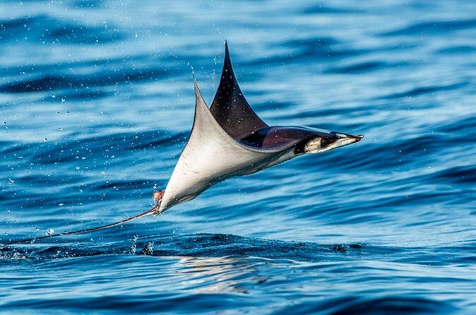 Mobulas Safari and Wildlife in La Ventana with a Marine Biologist - Mobula Ray and Big Marine Life Moments: What You’re Searching For