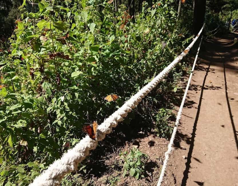 Monarch Butterfly - Monarch butterfly viewing at El Rosario: the oyamel forest effect