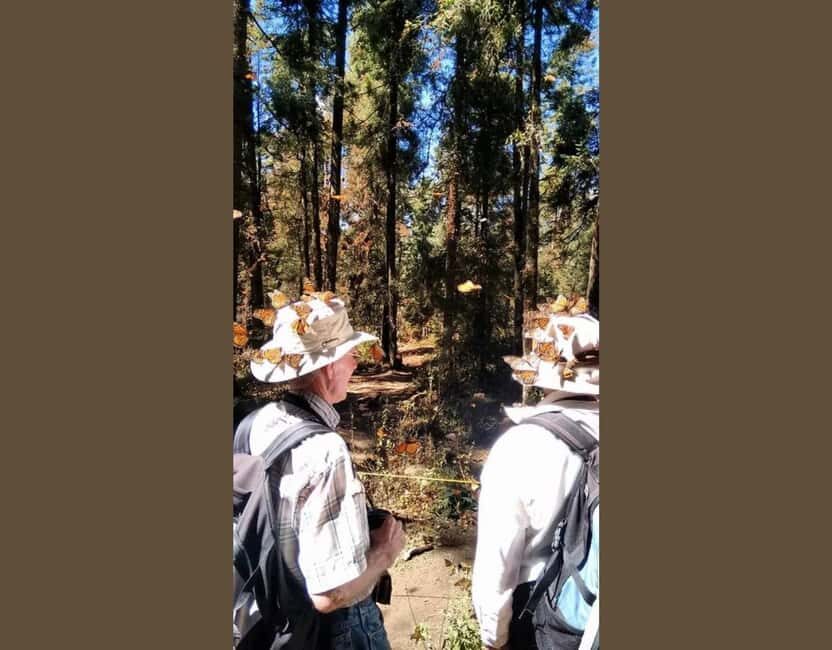 Monarch Butterfly - Getting from Morelia to El Rosario: a long drive you should plan for