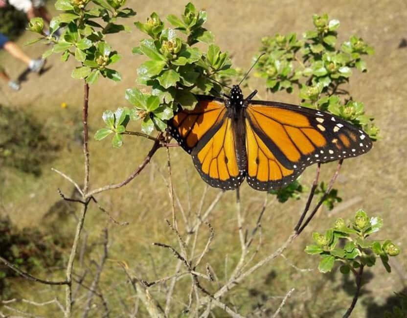 Monarch Butterfly - Timing and meals: eat before, then hold off until after viewing
