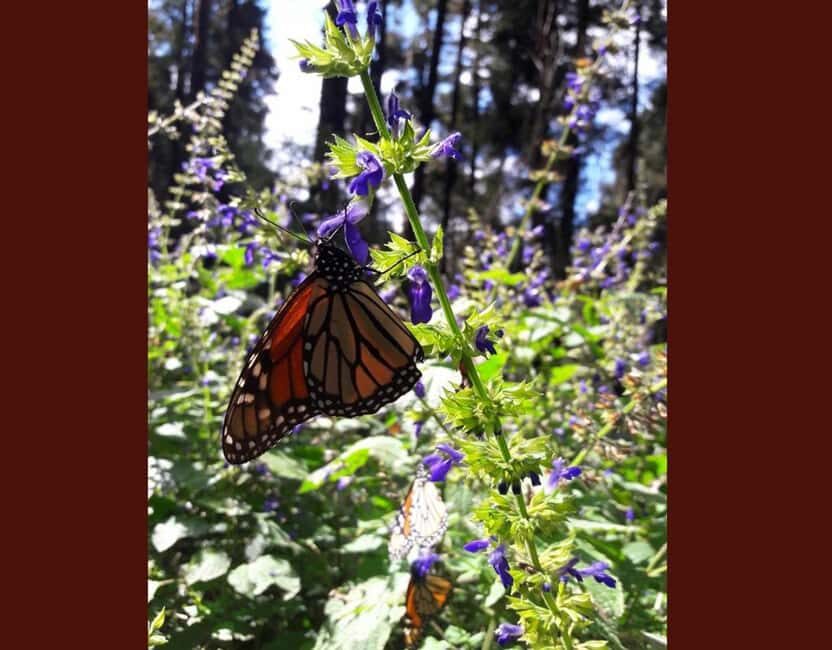Monarch Butterfly - Price and value: what $116 covers (and what costs extra)