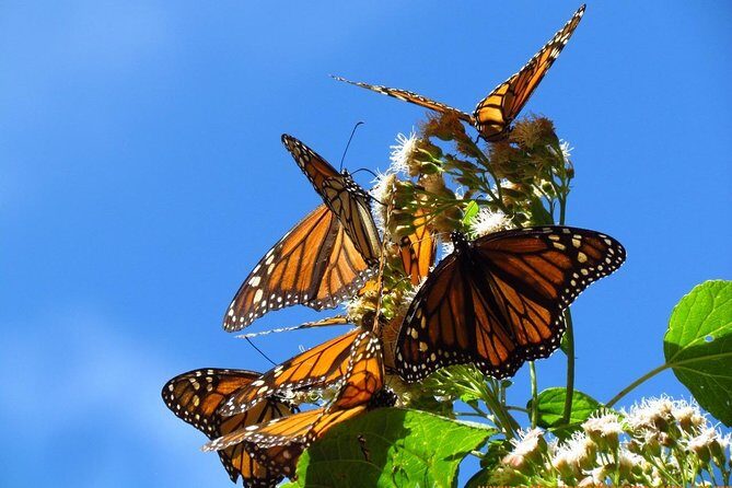 Monarch Butterfly Private Tour (Morelia) - Key highlights at a glance