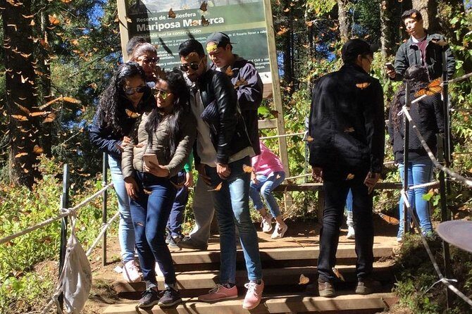 Monarch Butterfly Private Tour (Morelia) - Monarch Butterflies from Morelia: What This Tour Does Better