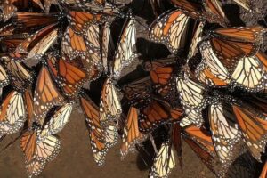 Monarch Butterfly Private Tour (Morelia) - The early start in Morelia: pickup and the ride to the sanctuary
