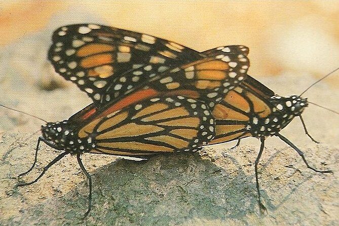 Monarch Butterfly Private Tour (Morelia) - The guide makes it: Alfredo’s mix of butterflies and place