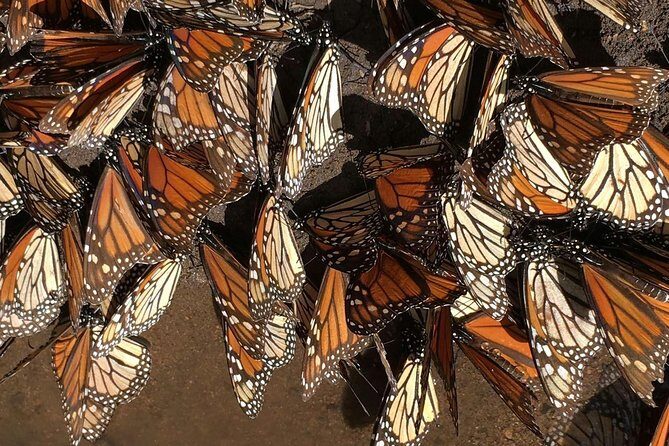 Monarch Butterfly Private Tour (Morelia) - The early start in Morelia: pickup and the ride to the sanctuary