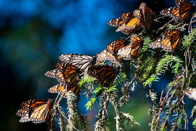 Monarch Butterfly Tour (Departing from Morelia) - Key things to know before you go