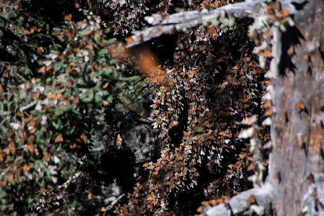 Monarch Butterfly Tour (Departing from Morelia) - Why the 6:30 a.m. start makes or breaks Monarch viewing
