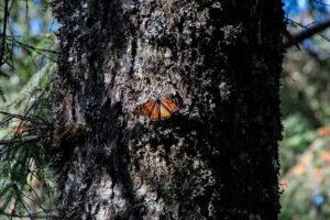 Monarch Butterfly Tour (Departing from Morelia) - Sierra Chincua sanctuary time: what the 2.5 hours is really for